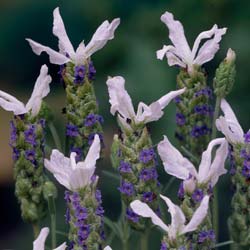 Lavande Bicolore 'Madrid Purple'